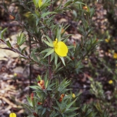 Pultenaea villifera var. villifera (Yellow Bush-pea) at McDonald State Forest - 23 Jan 1998 by BettyDonWood