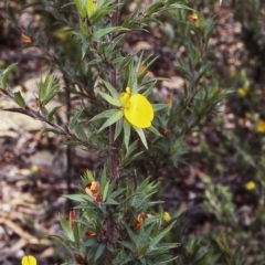 Pultenaea villifera var. villifera (Yellow bush-pea) at McDonald State Forest - 22 Jan 1998 by BettyDonWood