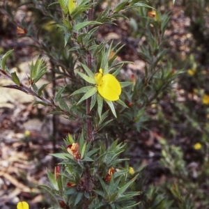 Pultenaea villifera var. villifera at McDonald State Forest - 23 Jan 1998