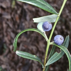 Santalum obtusifolium at Bangalee Walking Track - 21 Jan 1998 12:00 AM