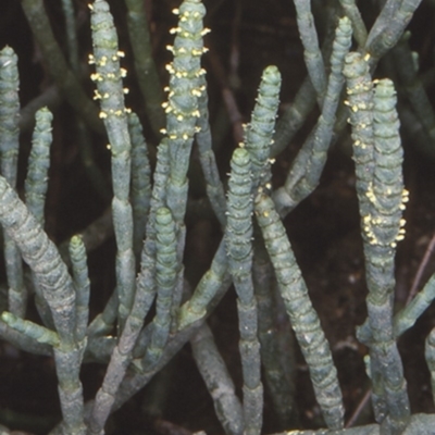 Sarcocornia quinqueflora subsp. quinqueflora (Beaded Glasswort) at Catalina, NSW - 7 Feb 1998 by BettyDonWood