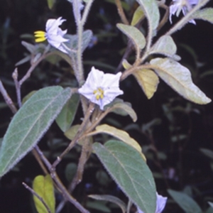 Solanum hapalum at Mogo State Forest - 28 Jan 1998