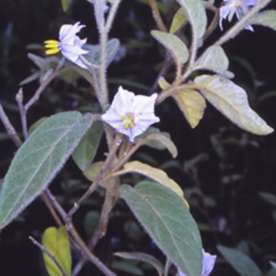 Solanum hapalum (Furry Nightshade) at Mogo State Forest - 28 Jan 1998 by BettyDonWood