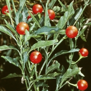 Solanum pseudocapsicum at Yatte Yattah, NSW - 23 Jan 1998 12:00 AM