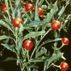 Solanum pseudocapsicum (Jerusalem Cherry, Madeira Cherry) at Yatte Yattah, NSW - 22 Jan 1998 by BettyDonWood