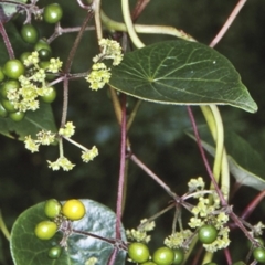 Stephania japonica var. discolor (Snake Vine) at Undefined - 21 Jan 1998 by BettyDonWood