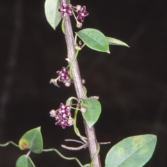 Vincetoxicum barbatum (Bearded Tylophora) at Boyne State Forest - 23 Jan 1998 by BettyDonWood