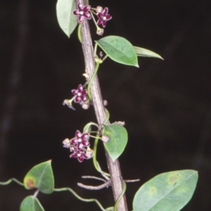 Vincetoxicum barbatum at Boyne State Forest - 24 Jan 1998