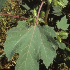 Xanthium strumarium (Noogoora Burr, Cockle Burr) at Bangalee Walking Track - 13 Apr 1998 by BettyDonWood