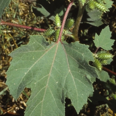 Xanthium strumarium (Noogoora Burr, Cockle Burr) at Watersleigh, NSW - 14 Apr 1998 by BettyDonWood