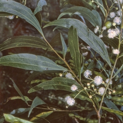 Acacia binervata (Two-veined Hickory) at Bangalee, NSW - 15 Jun 1996 by BettyDonWood