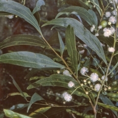 Acacia binervata (Two-veined Hickory) at Bangalee, NSW - 15 Jun 1996 by BettyDonWood