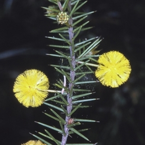 Acacia echinula at Bendalong, NSW - 13 Aug 1996