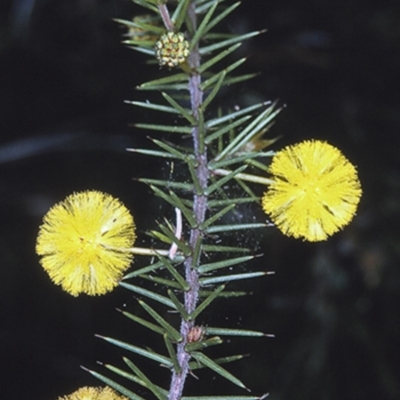 Acacia echinula (Hedgehog Wattle) at Bendalong, NSW - 12 Aug 1996 by BettyDonWood