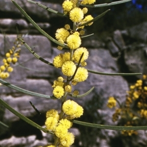 Acacia elongata at Morton National Park - 10 Aug 1996