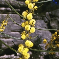 Acacia elongata (Swamp Wattle) at Morton National Park - 9 Aug 1996 by BettyDonWood