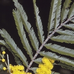 Acacia filicifolia at Bomaderry, NSW - 9 Aug 1997 by BettyDonWood