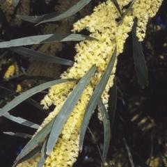 Acacia floribunda (White Sally Wattle, Gossamer Wattle) at Nowra Hill, NSW - 8 Aug 1997 by BettyDonWood