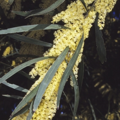 Acacia floribunda (White Sally Wattle, Gossamer Wattle) at Nowra Hill, NSW - 8 Aug 1997 by BettyDonWood