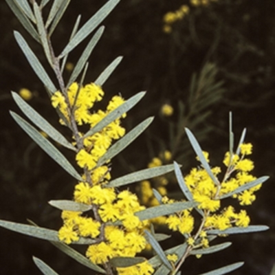 Acacia hamiltoniana at Morton National Park - 21 Sep 1997 by BettyDonWood