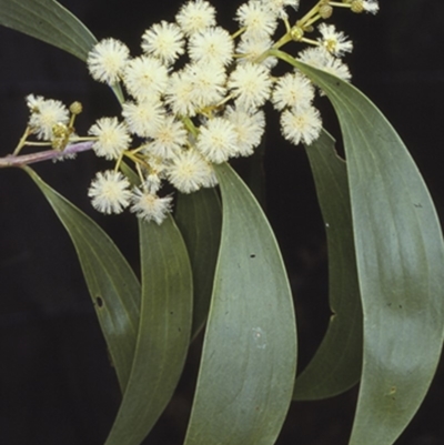 Acacia implexa (Hickory Wattle, Lightwood) at Saint Georges Basin, NSW - 28 Dec 1996 by BettyDonWood