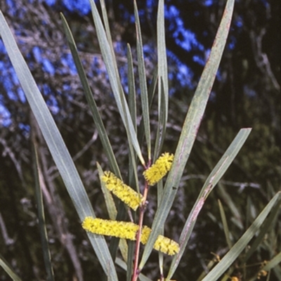 Acacia longifolia subsp. longifolia (Sydney Golden Wattle) at Jervis Bay National Park - 11 Aug 1996 by BettyDonWood