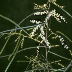 Acacia longissima (Long-leaf Wattle) at Benandarah State Forest - 29 Dec 1996 by BettyDonWood