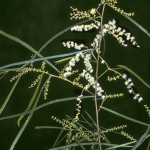 Acacia longissima at Benandarah State Forest - 29 Dec 1996