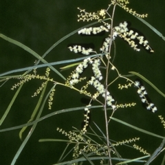 Acacia longissima (Long-leaf Wattle) at Benandarah State Forest - 28 Dec 1996 by BettyDonWood