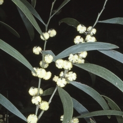 Acacia melanoxylon (Blackwood) at Sassafras, NSW - 26 Sep 1997 by BettyDonWood