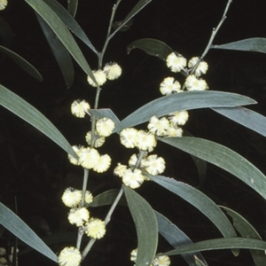 Acacia melanoxylon at Sassafras, NSW - 26 Sep 1997 12:00 AM