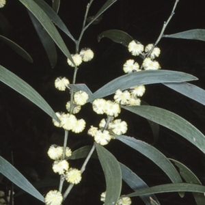 Acacia melanoxylon at Sassafras, NSW - 26 Sep 1997