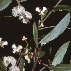 Acacia myrtifolia (Myrtle Wattle) at Jervis Bay National Park - 27 Apr 1996 by BettyDonWood