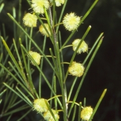 Acacia quadrilateralis at Ulladulla, NSW - 30 Sep 1997 by BettyDonWood