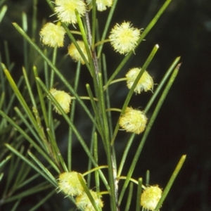 Acacia quadrilateralis at Ulladulla, NSW - 1 Oct 1997 12:00 AM