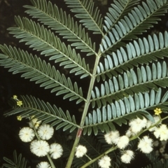 Acacia terminalis subsp. Glabrous form (M.Hancock 94) (Sunshine Wattle) at Morton National Park - 19 Mar 1997 by BettyDonWood