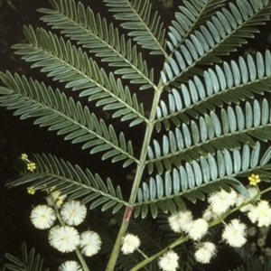 Acacia terminalis subsp. Glabrous form (M.Hancock 94) at Morton National Park - 19 Mar 1997
