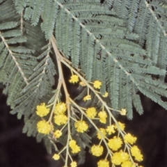 Acacia trachyphloia at Termeil, NSW - 10 Aug 1997 by BettyDonWood