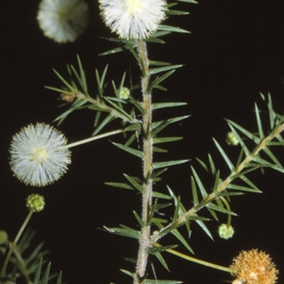 Acacia ulicifolia (Prickly Moses) at Huskisson, NSW - 26 Apr 1996 by BettyDonWood