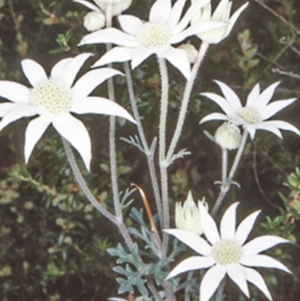 Actinotus helianthi at Bomaderry Creek Regional Park - 12 Nov 1997