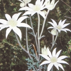 Actinotus helianthi (Flannel Flower) at Bomaderry, NSW - 11 Nov 1997 by BettyDonWood