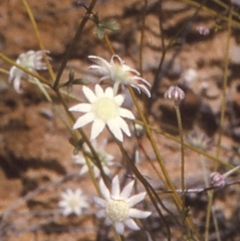 Actinotus minor (Lesser Flannel Flower) at Conjola National Park - 27 Nov 1996 by BettyDonWood