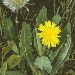 Actites megalocarpus (Dune Thistle) at Batemans Marine Park - 13 Nov 1996 by BettyDonWood