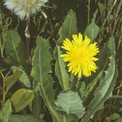 Actites megalocarpus (Dune Thistle) at Batemans Marine Park - 13 Nov 1996 by BettyDonWood