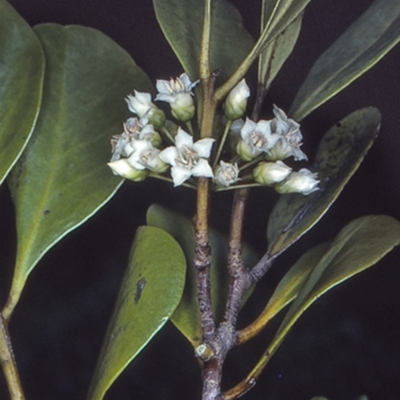 Aegiceras corniculatum (River Mangrove) at West Nowra, NSW - 26 Sep 1997 by BettyDonWood