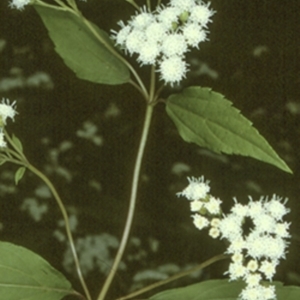 Ageratina riparia at Bangalee, NSW - 15 Sep 1996