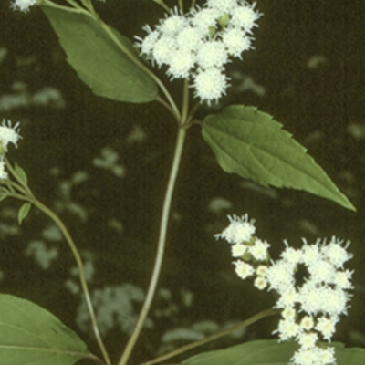 Ageratina riparia (Mistflower) at Bangalee, NSW - 15 Sep 1996 by BettyDonWood