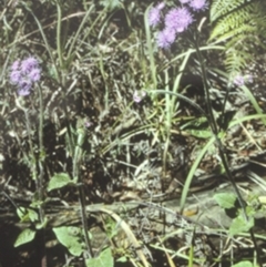 Ageratum houstonianum (Blue Billy Goat Weed) at Sussex Inlet, NSW - 30 Sep 1997 by BettyDonWood