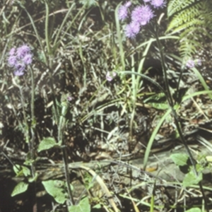 Ageratum houstonianum at Sussex Inlet, NSW - 30 Sep 1997
