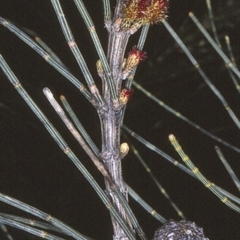 Allocasuarina littoralis (Black She-oak) at Ulladulla, NSW - 10 Aug 1997 by BettyDonWood